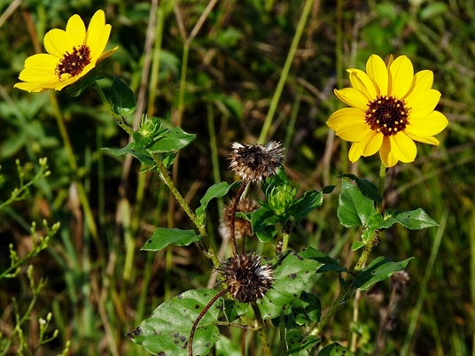 {Helianthus debilis ssp. cucumerifolius}